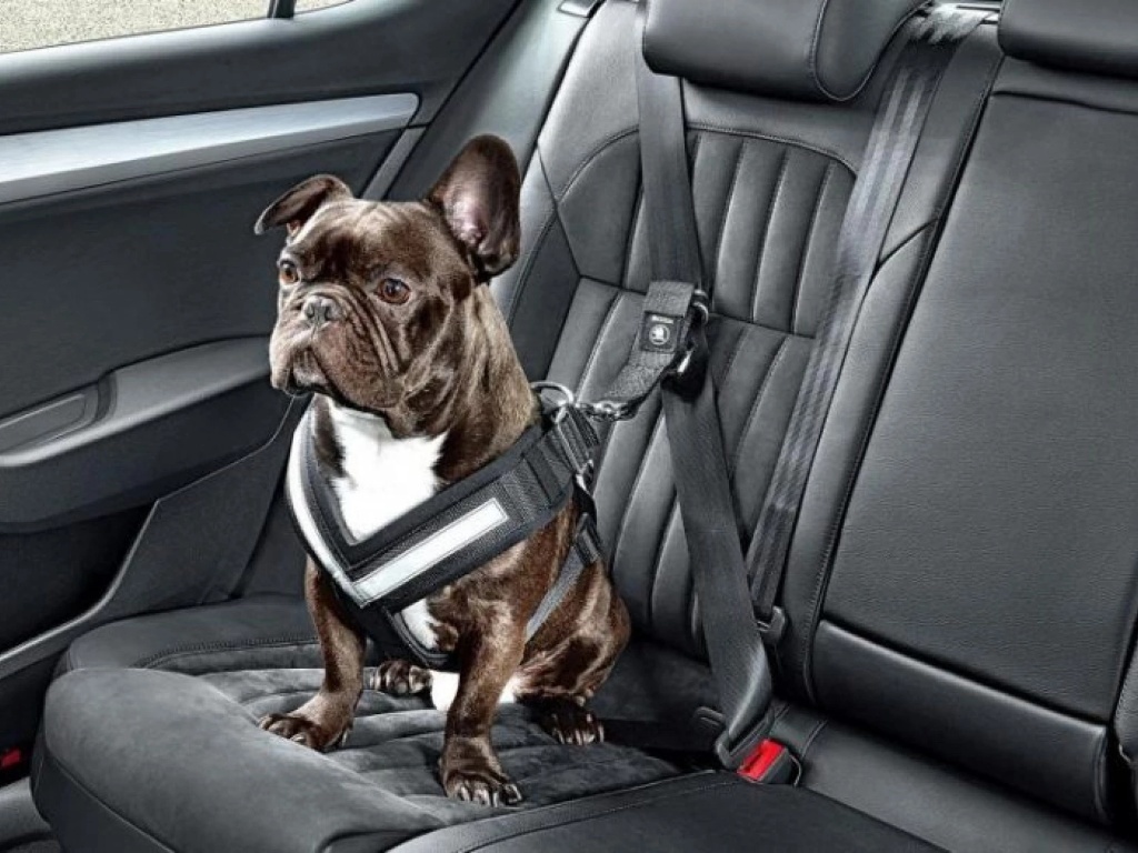 Llevar tu mascota en el coche, como evitar multas de hasta 10.000 euros