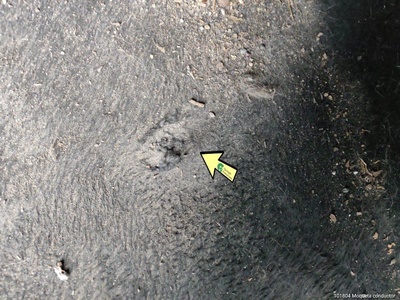 SEAT Arona 1.0 TSI Style Go Eco 85 kW (115 CV) 15 SEAT Arona 1.0 TSI Style Go Eco 85 kW (115 CV) 15