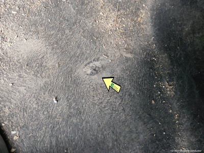 SEAT Arona 1.0 TSI Style Go Eco 85 kW (115 CV) 14 SEAT Arona 1.0 TSI Style Go Eco 85 kW (115 CV) 14